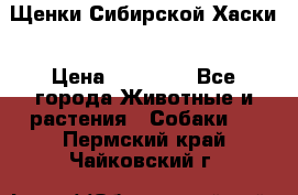 Щенки Сибирской Хаски › Цена ­ 20 000 - Все города Животные и растения » Собаки   . Пермский край,Чайковский г.